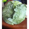 Chinese Fresh Cabbage Bulk Price